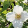 Philadelphus 'Belle Etoile'