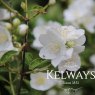 Philadelphus 'Innocence' (v)