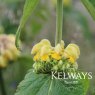 Phlomis russeliana