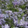 Phlox divaricata 'Clouds of Perfume'