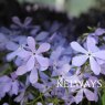 Phlox divaricata 'Clouds of Perfume'