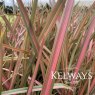 Phormium 'Jester'