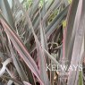 Phormium 'Pink Stripe'