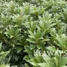 Pieris japonica 'Little Heath'