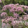 Pimpinella major 'Rosea'