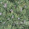 Pinus mugo 'Mops'