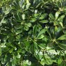 Pittosporum tobira 'Nanum'