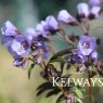 Polemonium 'Heaven Scent'