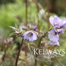 Polemonium yezoense var. hidakanum 'Bressingham Purple'