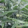 Polygonatum verticillatum