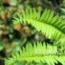 Polystichum munitum