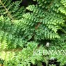 Polystichum setiferum Plumosomultilobum Group