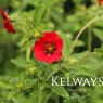 Potentilla 'Flamenco'