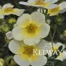 Potentilla fruticosa 'Limelight'