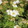 Potentilla fruticosa 'Tilford Cream'
