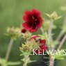 Potentilla 'Gibson's Scarlet'