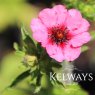 Potentilla nepalensis 'Miss Willmott'