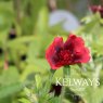 Potentilla Monarch's Velvet