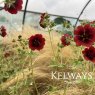 Potentilla Monarch's Velvet