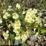 Primula vulgaris (Pr/Prim) (9cm pot)