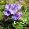 Pulmonaria 'Silver Bouquet' PBR