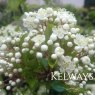 Pyracantha 'Soleil d'Or'