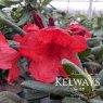 Rhododendron Elizabeth Red Foliage