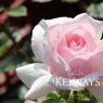 Rosa 'A Whiter Shade of Pale'