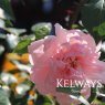 Rosa 'Albertine'