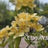 Rosa banksiae 'Lutescens' (Ra) (3 litre pot)