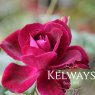 Rosa BURGUNDY ICE ('Prose' PBR) (F)