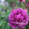 Rosa 'Cardinal de Richelieu' (G)