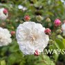 Rosa 'Felicite Perpetue'