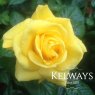 Rosa 'Golden Wedding'