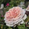Rosa James Galway ('Auscrystal' PBR) (Cl)