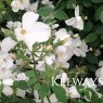 Rosa Kew Gardens