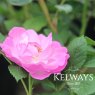 Rosa Lilac Bouquet ('Chewlilacdays') (Cl)