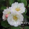 Rosa 'Penelope' (HM)