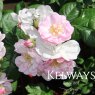 Rosa Perennial Blush ('Mehbarbie' PBR) (Ra)