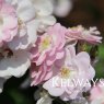 Rosa Perennial Blush ('Mehbarbie' PBR) (Ra)