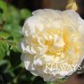 Rosa Perpetually Yours ('Harfable' PBR) (Cl)