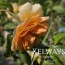 Rosa Port Sunlight ('Auslofty' PBR) (HM)