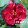 Rosa 'Ruby Celebration'