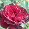 Rosa 'Ruby Celebration'