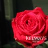 Rosa 'Ruby Wedding' (HT)