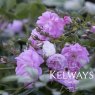 Rosa Super Fairy ('Helsufair') (Ra)
