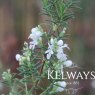 Rosmarinus officinalis f. albiflorus 'Lady in White'