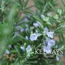 Rosmarinus officinalis 'Tuscan Blue'