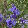 Rosmarinus officinalis 'Tuscan Blue' (3 litre pot)