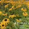 Rudbeckia fulgida var. sullivantii 'Goldsturm' (3 litre pot)